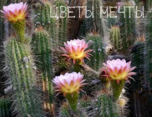 Echinopsis, înflorire cactus, îngrijire, fotografie, vis flori