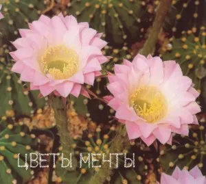 Echinopsis, цъфтящи кактуси, грижа, снимка, цветя мечта