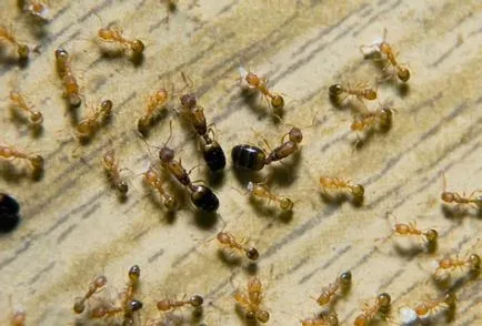 Fáraó hangyák néz, mit árthat, hogyan lehet megszabadulni