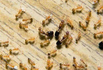 Фараона мравки и как да се отървете от тях