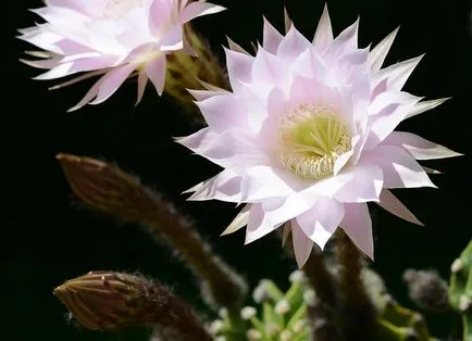 Echinopsis - a fajok sokféleségének, a gondozás és tenyésztés, Greenhome
