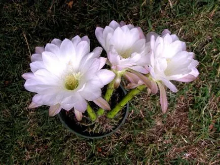 Echinopsis - a fajok sokféleségének, a gondozás és tenyésztés, Greenhome