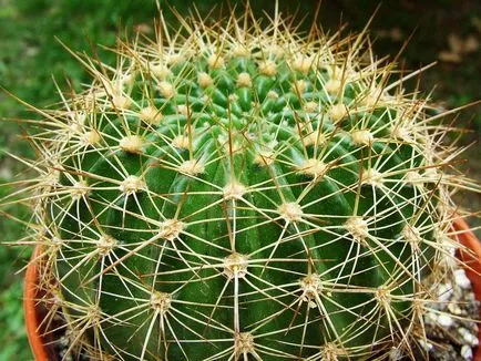 Echinopsis - diversitatea speciilor, de îngrijire și de reproducere, Greenhome