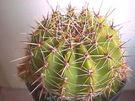 Echinopsis - разнообразието от видове, грижи и отглеждане, Greenhome