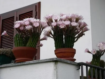 Echinopsis - a fajok sokféleségének, a gondozás és tenyésztés, Greenhome