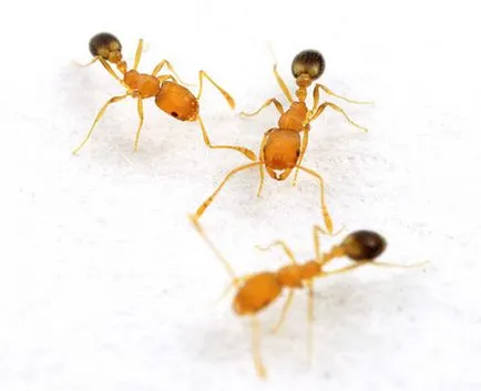 Фараона мравки и как да се отървете от тях