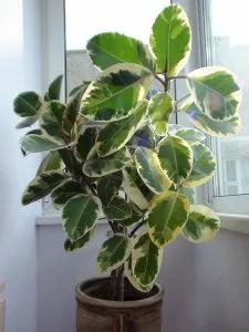 Ficus Elastica (Ficus elastica) de îngrijire, de propagare și transplantare