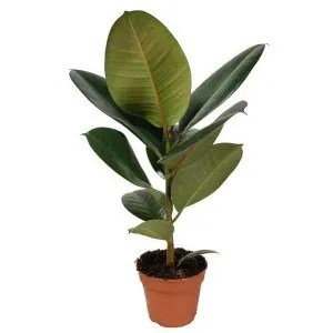 Ficus Еластика (Ficus еластичен) грижи, размножаване и разсаждане