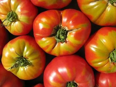 recenzii Fitosporin pentru tomate, instrucțiuni de utilizare, cum și când să se ocupe de răsaduri, fotografie,