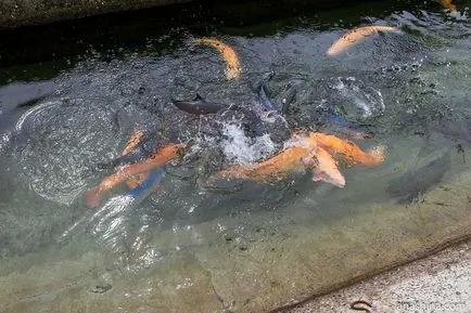 Trout Farm - Adler - Сочи в моя преглед и снимки