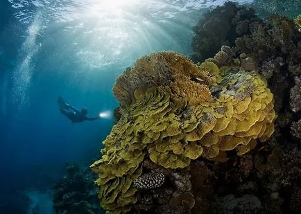 Fotopost csodálatos víz alatti világ