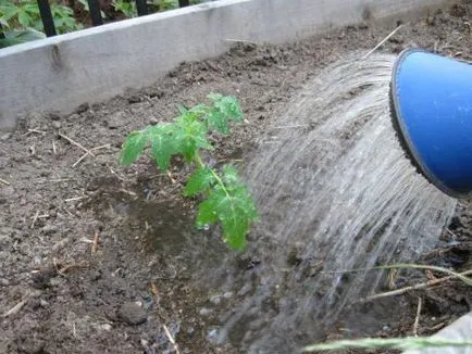 recenzii Fitosporin pentru tomate, instrucțiuni de utilizare, cum și când să se ocupe de răsaduri, fotografie,