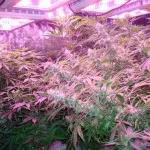 Hydroponics növekvő marihuána - növekvő kannabisz otthon