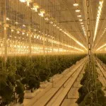 Hydroponics növekvő marihuána - növekvő kannabisz otthon