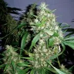 Hydroponics növekvő marihuána - növekvő kannabisz otthon