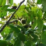 Heliotrop - tot mai mare de semințe și de îngrijire ulterioară, fotografie, o grădină de plante