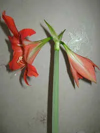 Hippeastrum ápolási otthon - fénykép reprodukció