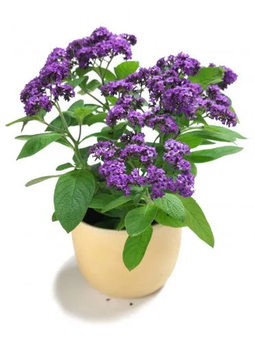 Heliotrope fotó, termesztés, ültetés és gondozás