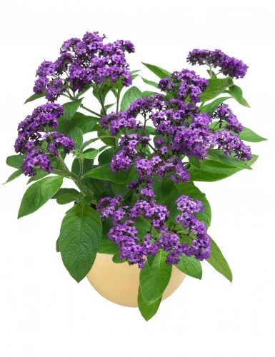 Heliotrope fotó, termesztés, ültetés és gondozás