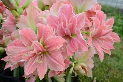 Hippeastrum ápolási otthon - fénykép reprodukció