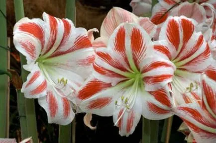 Hippeastrum ápolási otthon - fénykép reprodukció