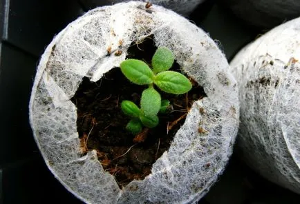 Heliotrop - tot mai mare de semințe și de îngrijire ulterioară, fotografie, o grădină de plante