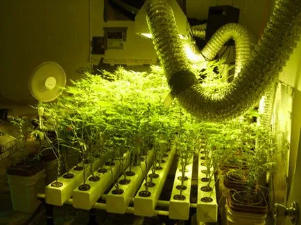 Hydroponics növekvő marihuána - növekvő kannabisz otthon