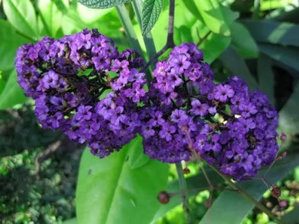 Heliotrop - tot mai mare de semințe și de îngrijire ulterioară, fotografie, o grădină de plante