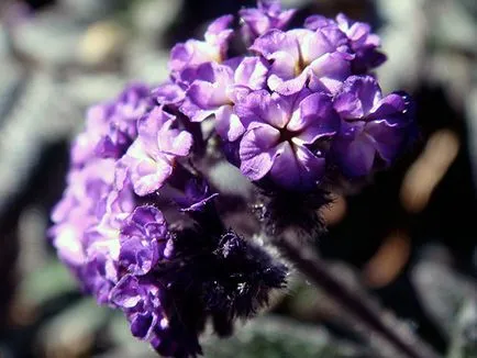 Heliotrope dísznövénykertészettől - végigjátszás