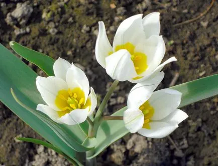 Heliotrop - tot mai mare de semințe și de îngrijire ulterioară, fotografie, o grădină de plante