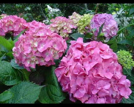 Hydrangea macrophylla adăpost pentru soiurile de iarnă și de iarnă-Hardy