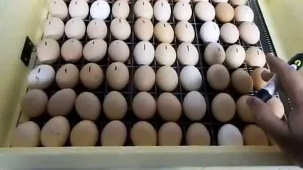 Hamupipőke inkubátorban 70 tojást és útmutató funkciókkal fotók, videók, vélemények