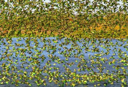 Érdekes tények budgies