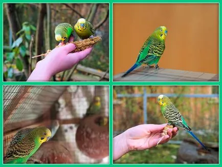 Érdekes tények budgies