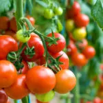 Care sunt cele mai bune soiuri de tomate în 2016 comentarii