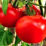 Care sunt cele mai bune soiuri de tomate în 2016 comentarii