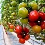 Care sunt cele mai bune soiuri de tomate în 2016 comentarii