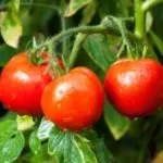 Care sunt cele mai bune soiuri de tomate în 2016 comentarii