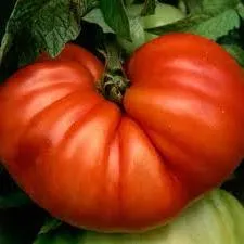 Care sunt cele mai bune soiuri de tomate în 2016 comentarii