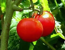 Care sunt cele mai bune soiuri de tomate în 2016 comentarii