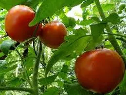 Care sunt cele mai bune soiuri de tomate în 2016 comentarii