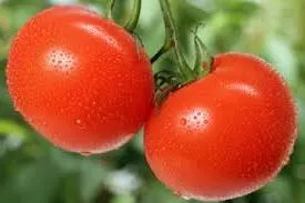 Care sunt cele mai bune soiuri de tomate în 2016 comentarii