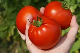 Care sunt cele mai bune soiuri de tomate în 2016 comentarii