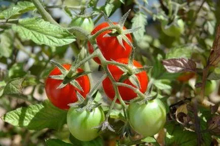 Care sunt cele mai bune soiuri de tomate în 2016 comentarii