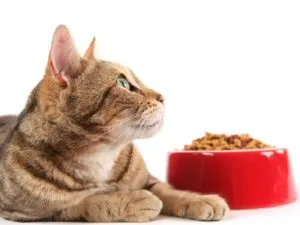 Как да се преведат naturalki котка със суха храна и обратно, жените опит