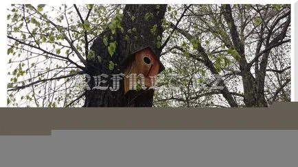 Cum să picteze un Birdhouse - fotografii și idei despre cum să-l îmbunătățească