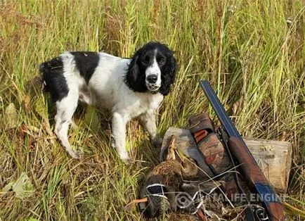Как правилно да се грижим за ловно куче - гаранция за добра грижа за нея здраве и добър лов