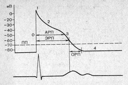 Excitabilitás - mechanizmusok szívritmuszavarok - rohamokban jelentkező tachycardia -