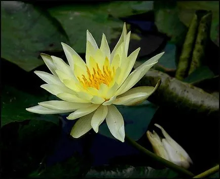 Водна лилия - очарователна и деликатна бяла водна лилия