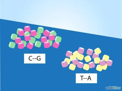 Как да си направим модел на ДНК от конвенционалните материали